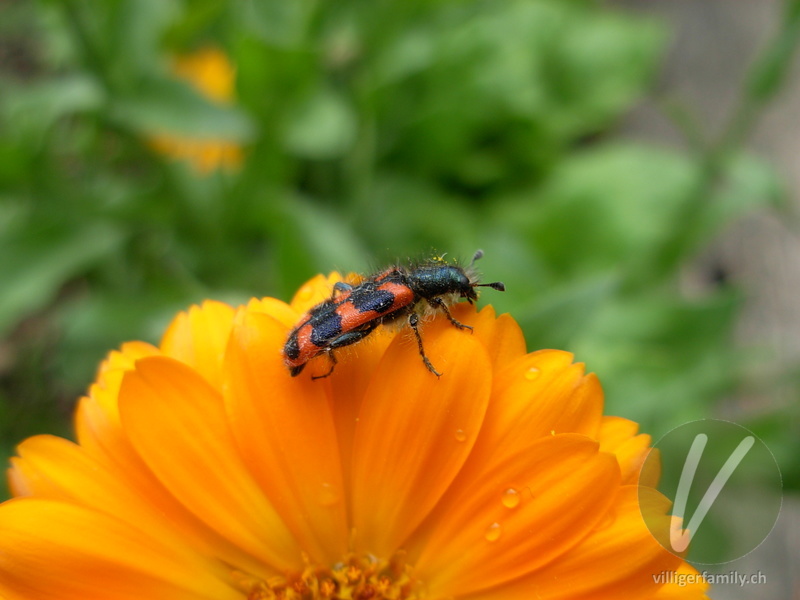 Zottiger Bienenkäfer: Übersicht
